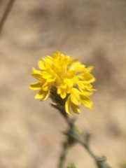 Lessingia tenuis