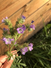 Phacelia franklinii