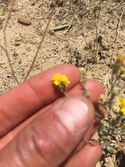 Lessingia tenuis