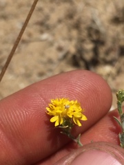Lessingia tenuis
