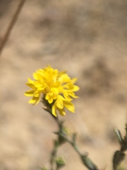 Lessingia tenuis