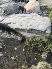 Cicuta virosa