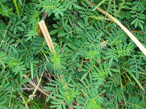 Image of Indigofera hendecaphylla by (c) Shaun Swanepoel, some rights reserved (CC BY)