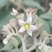 Potato Tree - Photo (c) Efraín Octavio Aguilar Pérez, some rights reserved (CC BY-NC), uploaded by Efraín Octavio Aguilar Pérez