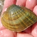 Deertoe Mussel - Photo (c) Philippe Blais, some rights reserved (CC BY-NC-ND), uploaded by Philippe Blais