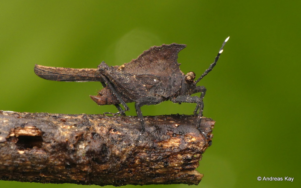 Lophotettix