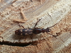Arrhenodes minutus