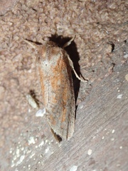 Acrolophus plumifrontella