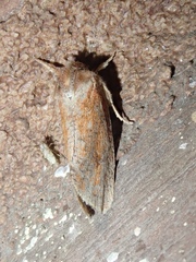 Acrolophus plumifrontella