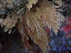 Abietinaria