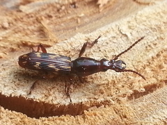Arrhenodes minutus