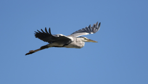 Grey Heron photographed in Massachusetts