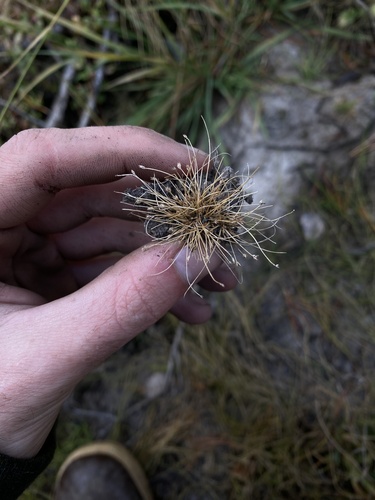 Image of Eleocharis bella by (c) Daniel Kennedy, some rights reserved (CC BY)