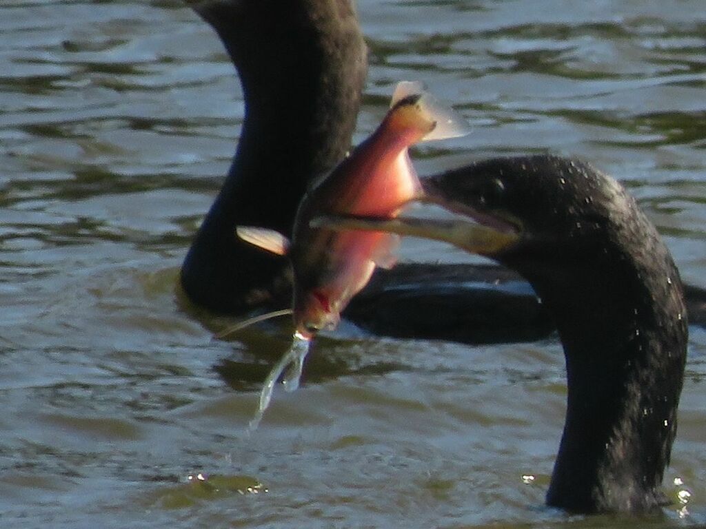 Auchenipterus nigripinnis