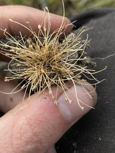 Image of Eleocharis bella by (c) Daniel Kennedy, some rights reserved (CC BY)