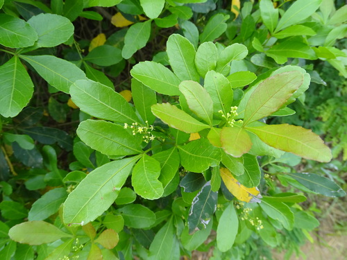 Searsia natalensis, photograph 5