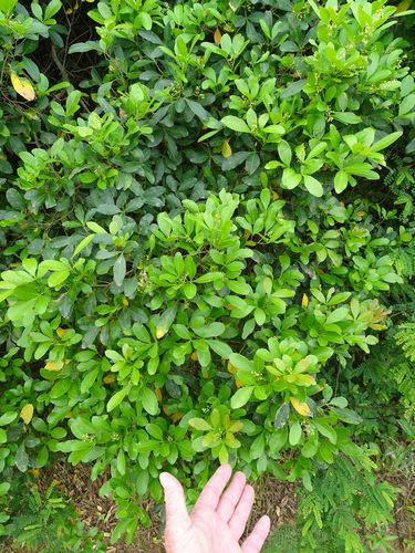 Searsia natalensis, photograph 6