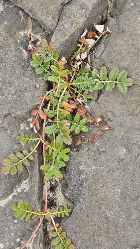 Pacific silverweed (Argentina pacifica)