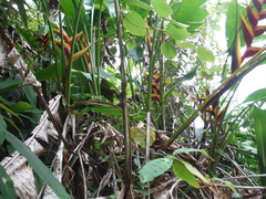 Heliconia bihai