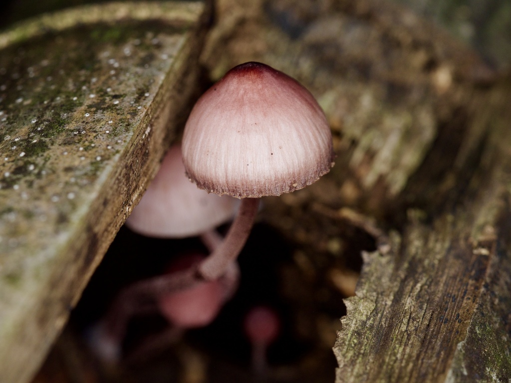 Mycena haematopus · October 2024 · photo: © re_nebel (iNaturalist, cc-by)