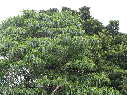 Image of Quininetree (Rauvolfia afra) by (c) Shaun Swanepoel, some rights reserved (CC BY)