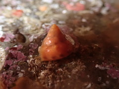 Calliostoma gloriosum