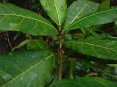 Ficus crocata
