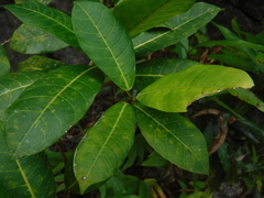 Ficus crocata