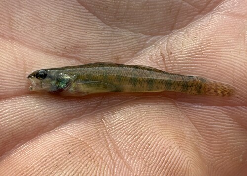 Backwater darter (Etheostoma zonifer) — Percidae — 2