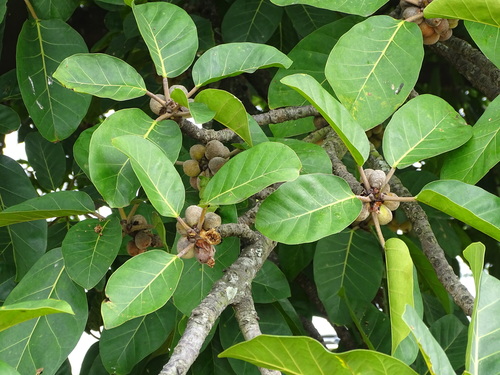 Giantleaf Fig