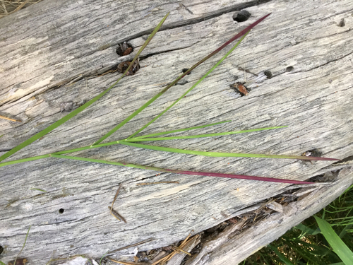 iNaturalist observation photo of rust fungi