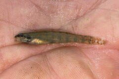 Backwater Darter photo 2