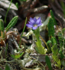 Gentiana prostrata