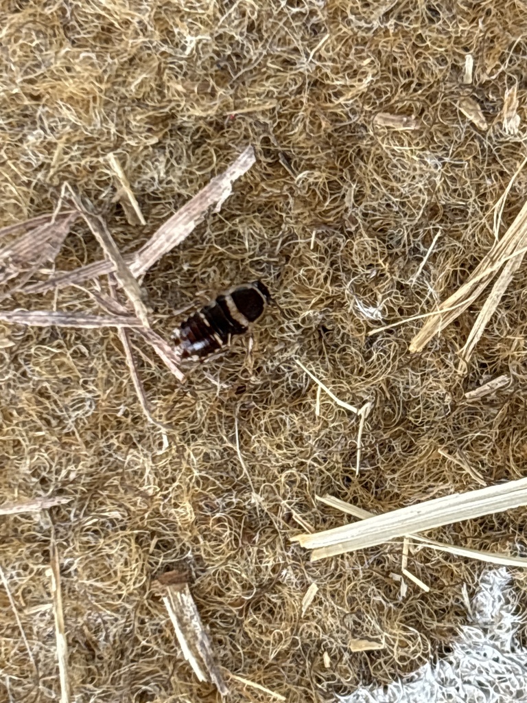 Cockroaches and Termites from Oʻahu, Honolulu, HI, US on October 14 ...