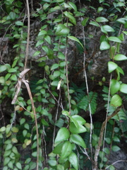 Sphyrospermum buxifolium