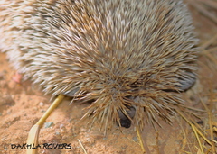 Paraechinus aethiopicus