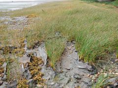 Schoenoplectus americanus