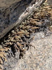 Selaginella watsonii