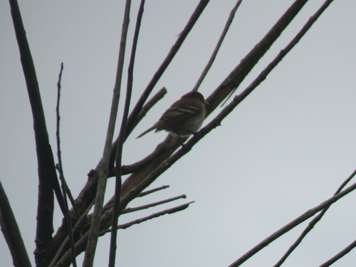 Bruine roesttiran (Myiophobus fasciatus)