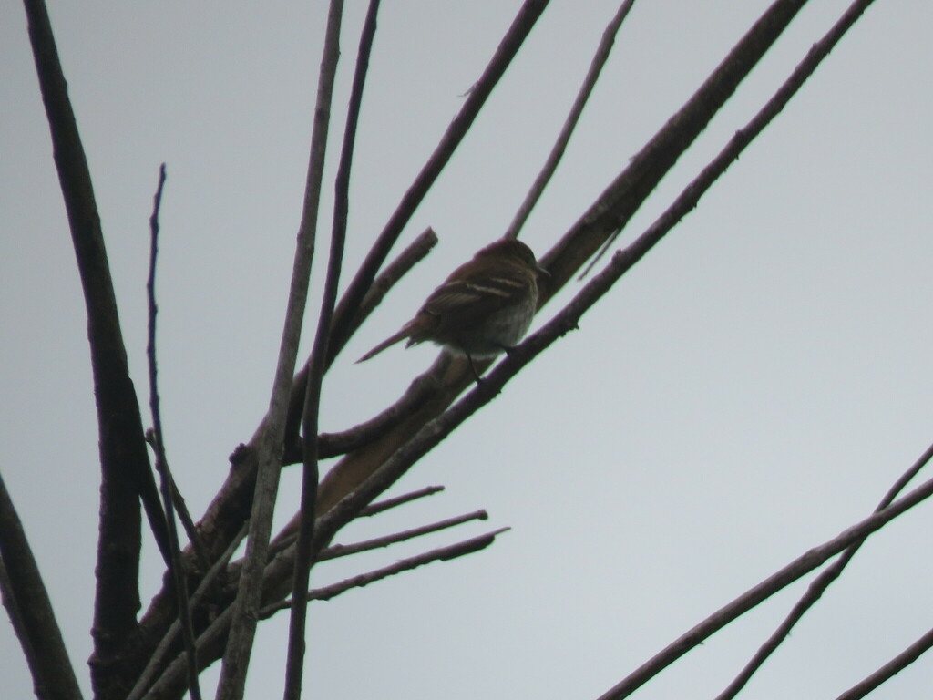 Bran-coloured Flycatcher (Myiophobus fasciatus)