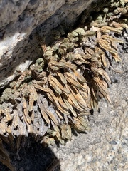 Selaginella watsonii