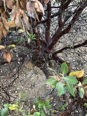Arctostaphylos pilosula