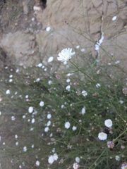 Malacothrix saxatilis tenuifolia