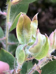Arctostaphylos pilosula