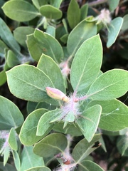 Arctostaphylos pilosula