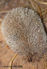 Paraechinus aethiopicus