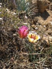 Calochortus weedii intermedius