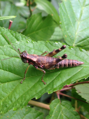 Booneacris glacialis