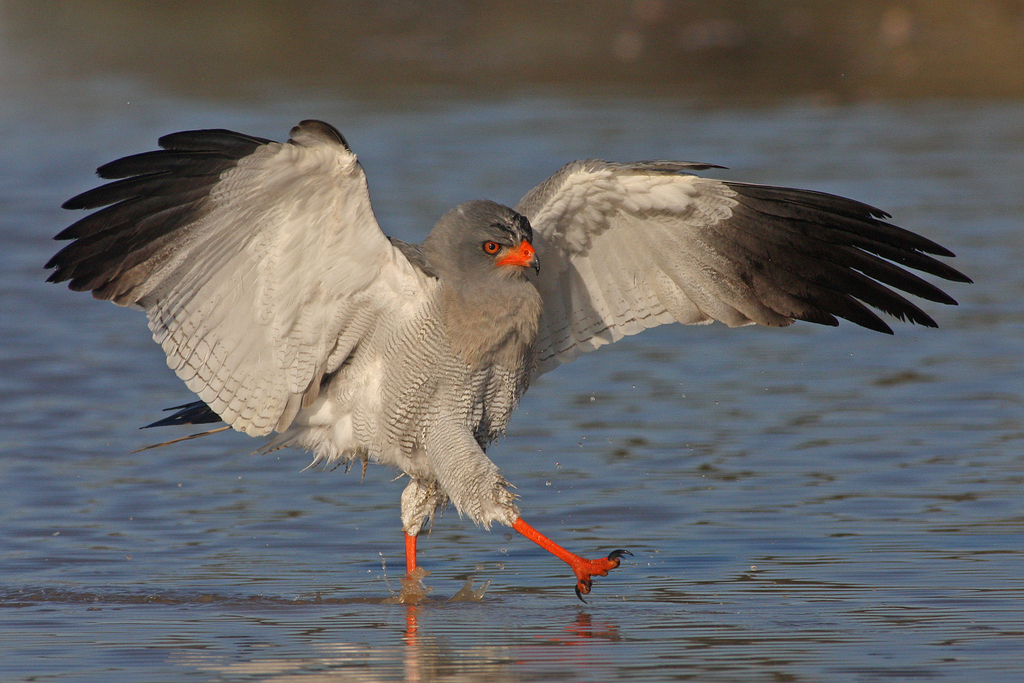 Chanting-Goshawks