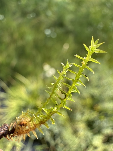 Image of Meesia triquetra by (c) Matt Berger, some rights reserved (CC BY)